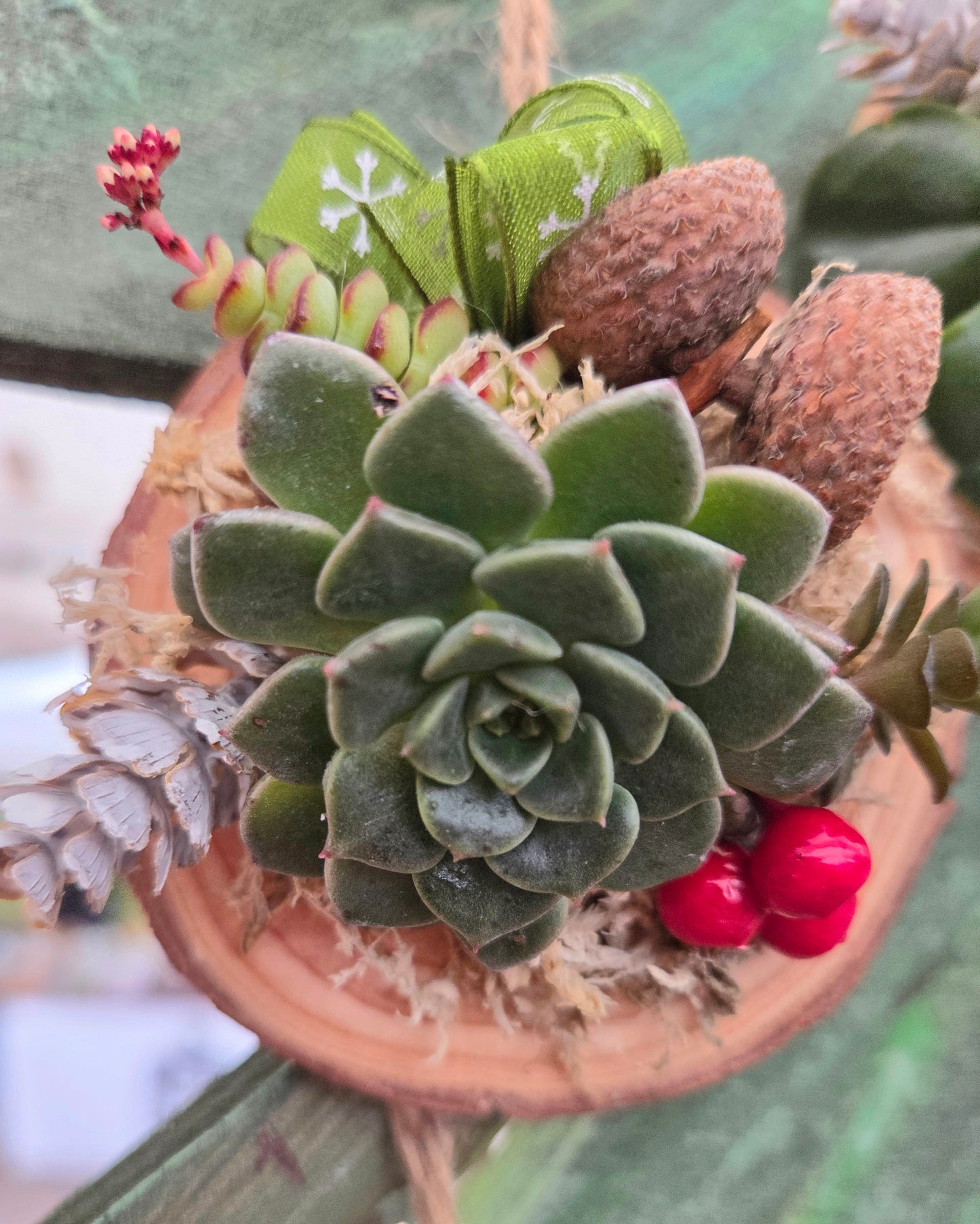 Succulent Christmas Decoration – A Living Gift in Festive Gift Box