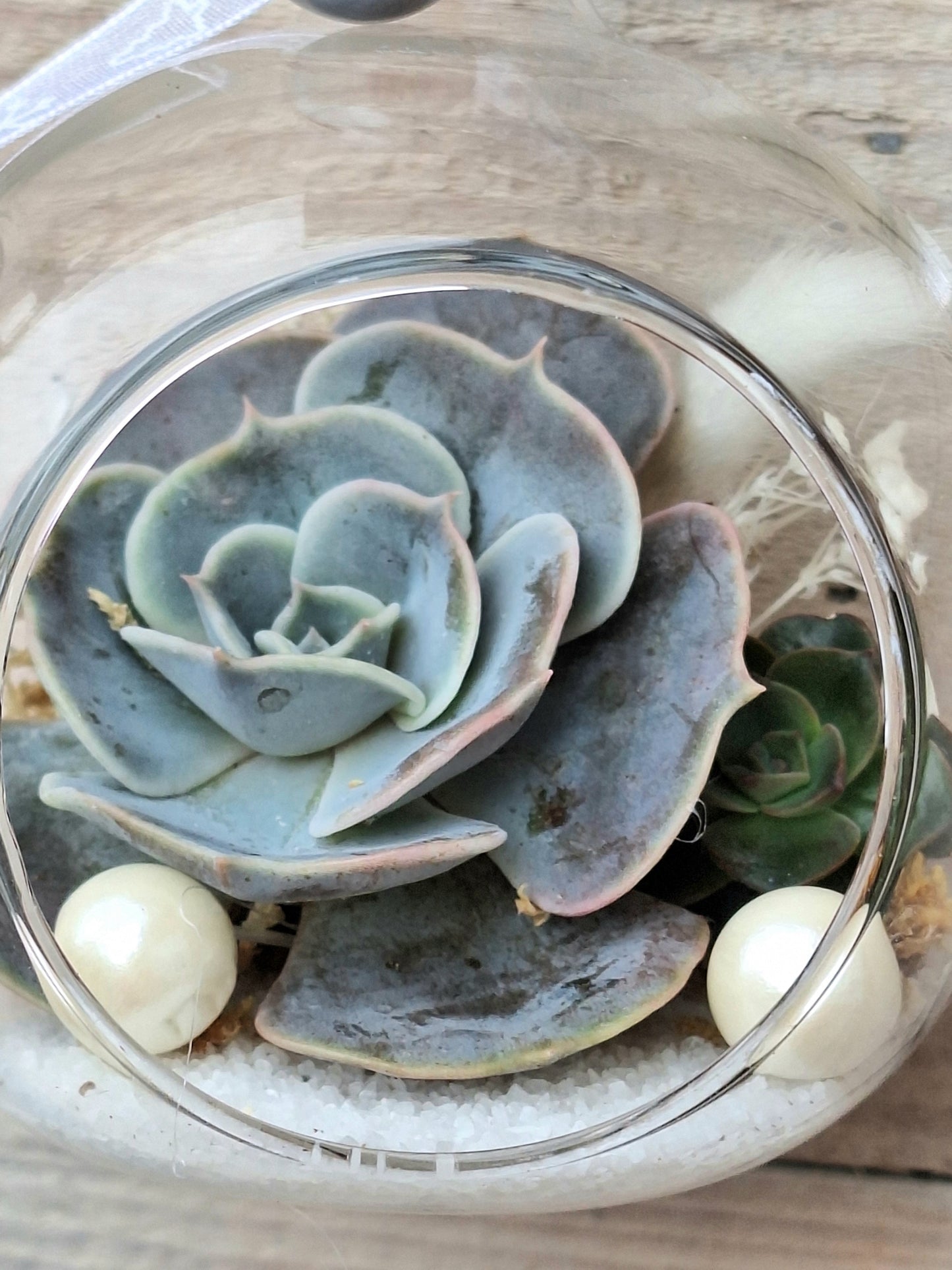 Succulent Glass Bauble – A Living Winter Gift