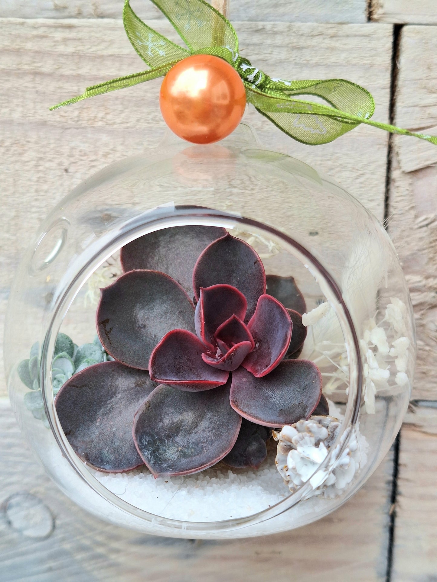 Succulent Glass Bauble – A Living Winter Gift