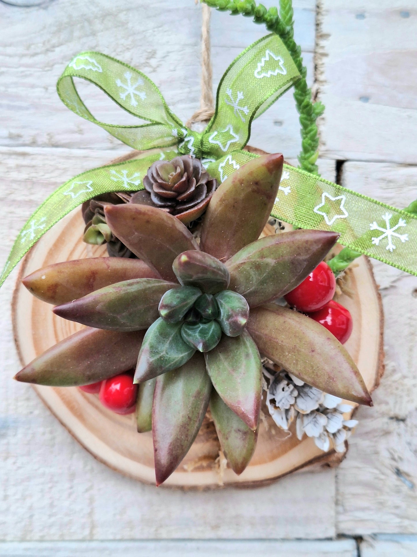 Succulent Christmas Decoration – A Living Gift in Festive Gift Box