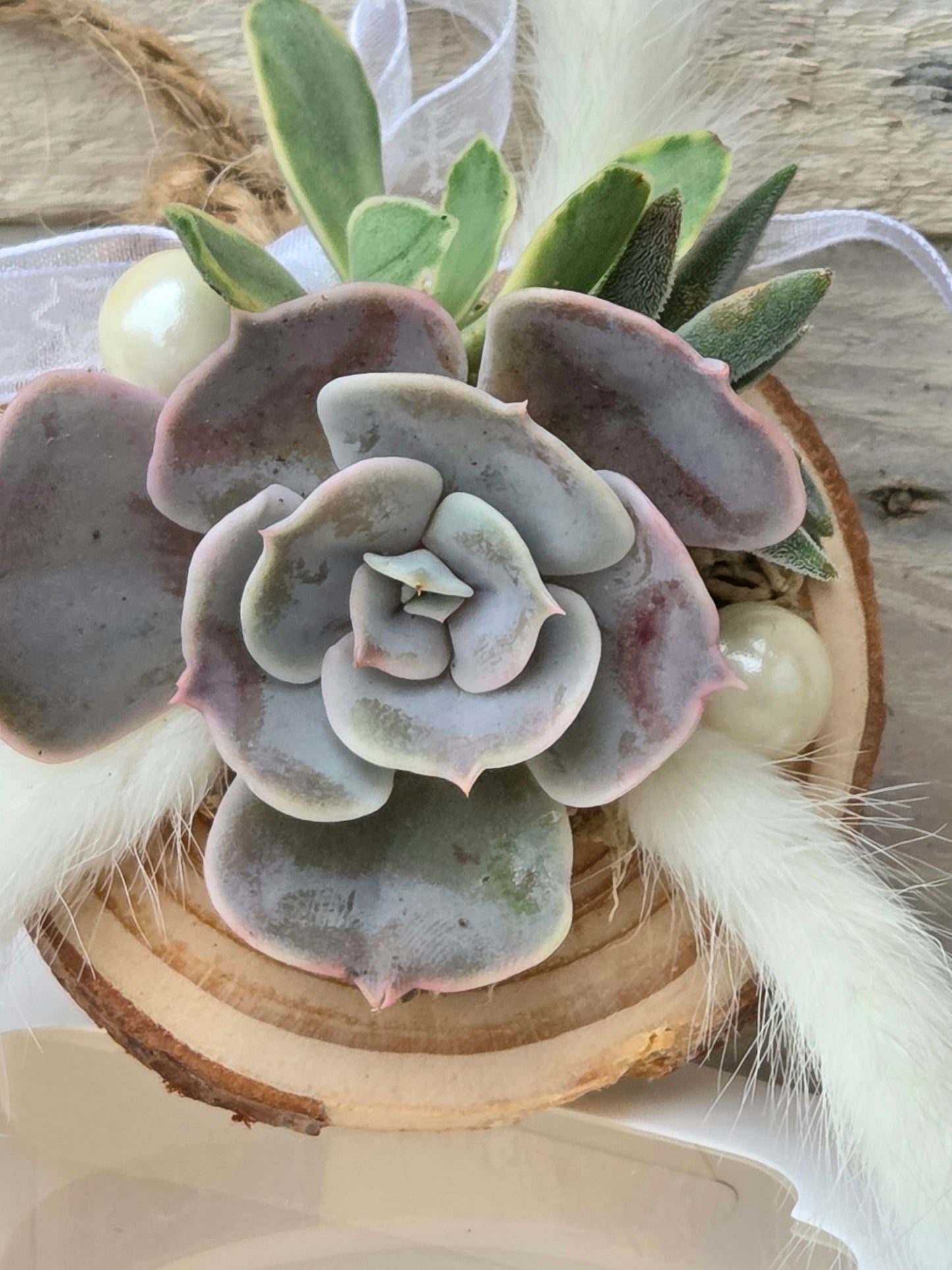 Succulent Christmas Decoration – A Living Gift in Festive Gift Box