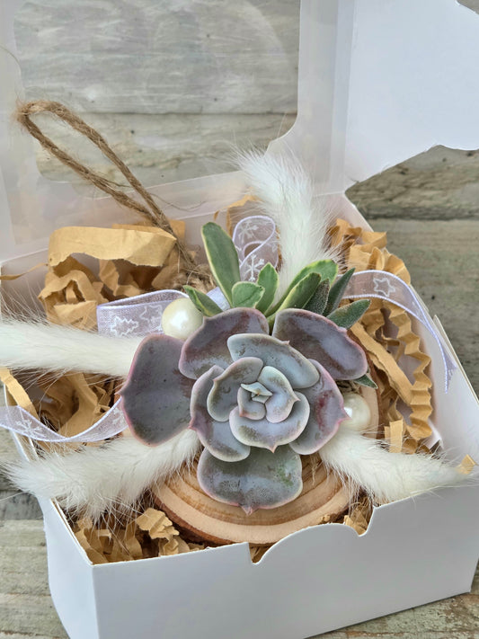 Succulent Christmas Decoration – A Living Gift in Festive Gift Box