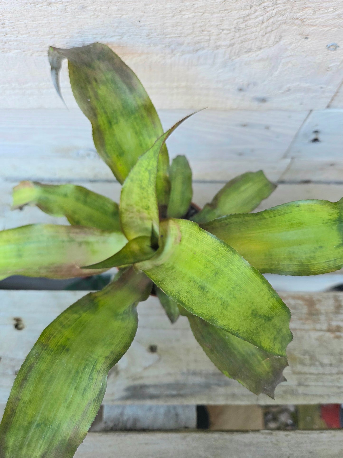 Cryptanthus bivittatus – Earth Star Bromeliad (8.5 cm Pot)