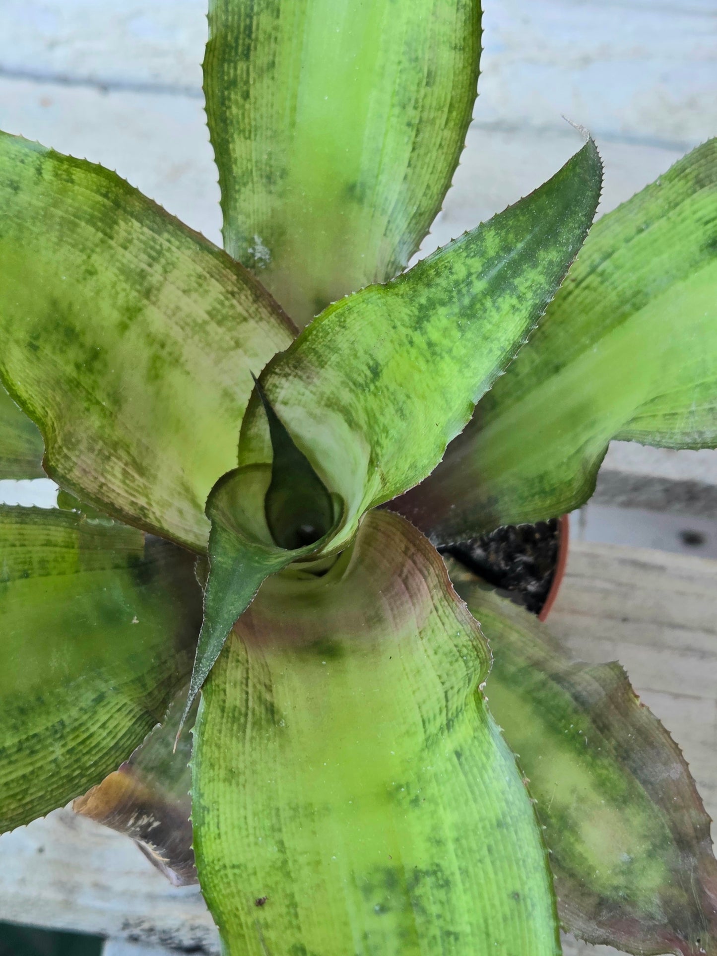 Cryptanthus bivittatus – Earth Star Bromeliad (8.5 cm Pot)