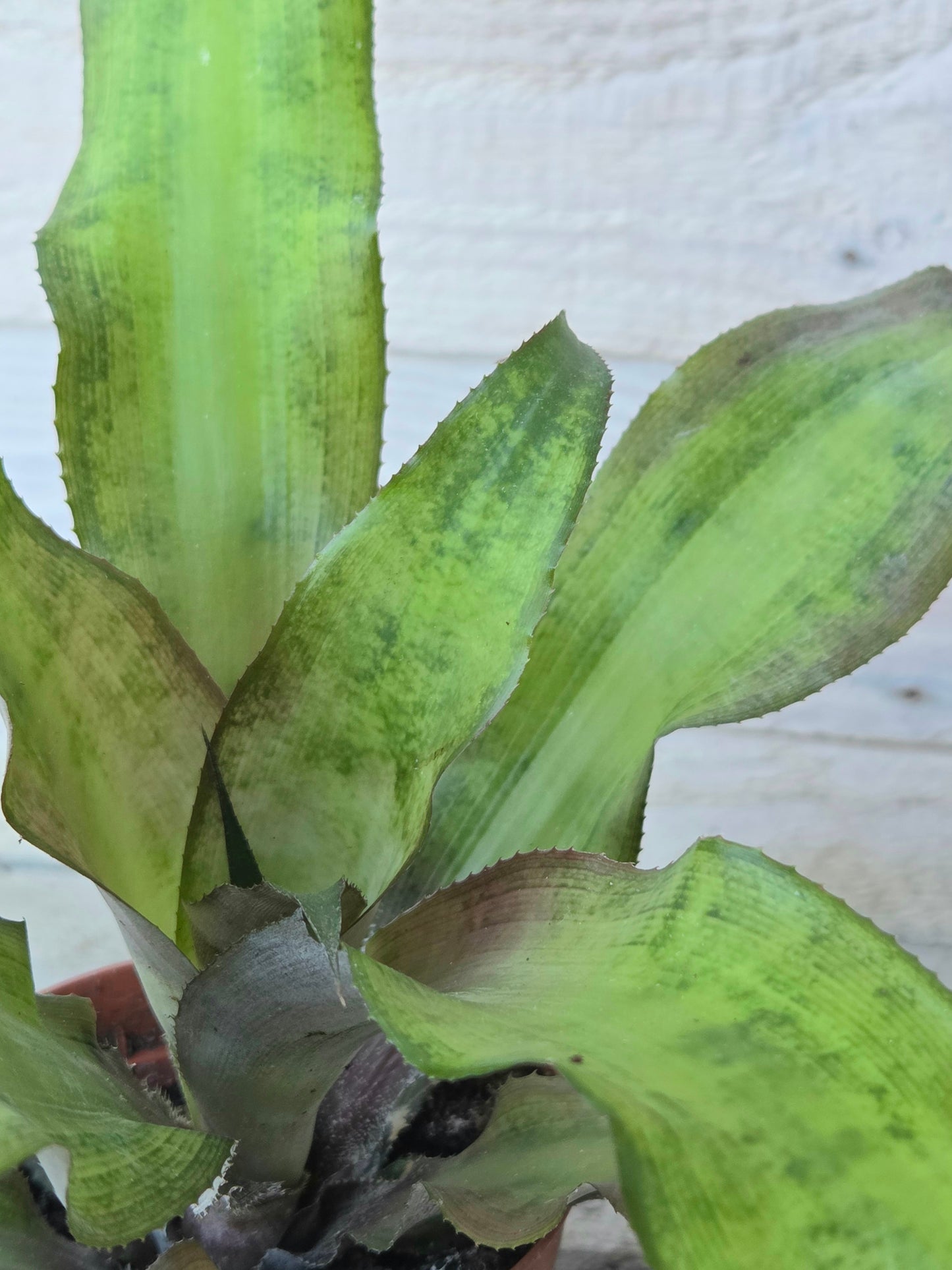 Cryptanthus bivittatus – Earth Star Bromeliad (8.5 cm Pot)