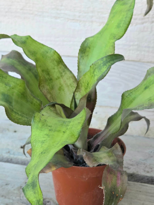 Cryptanthus bivittatus – Earth Star Bromeliad (8.5 cm Pot)