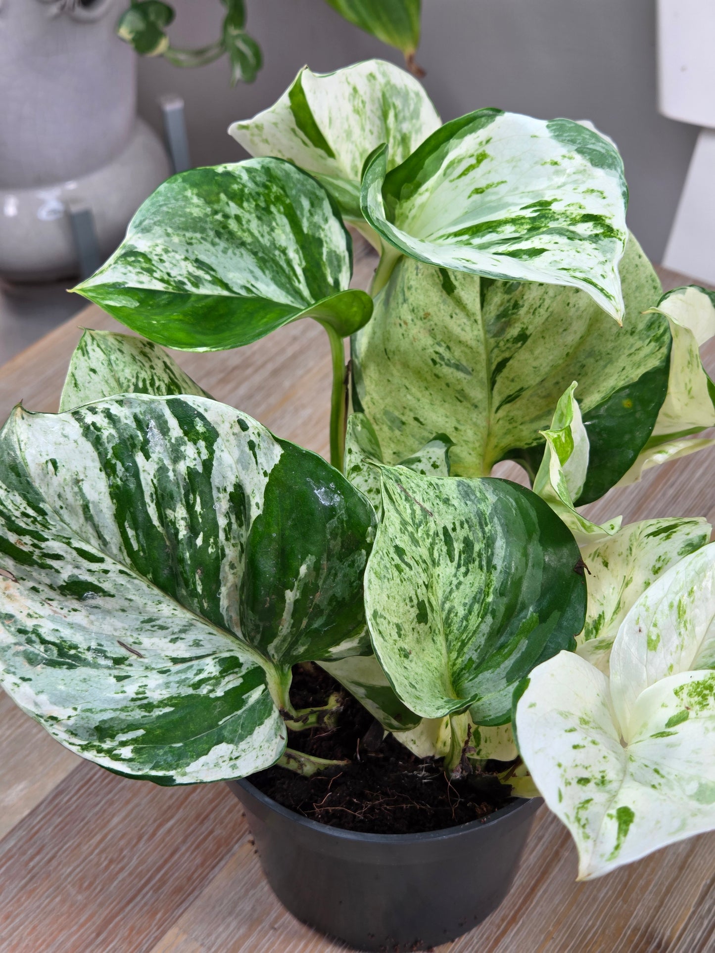 Peperomia tetraphylla 'Hope' in a 5.5cm nursery pot