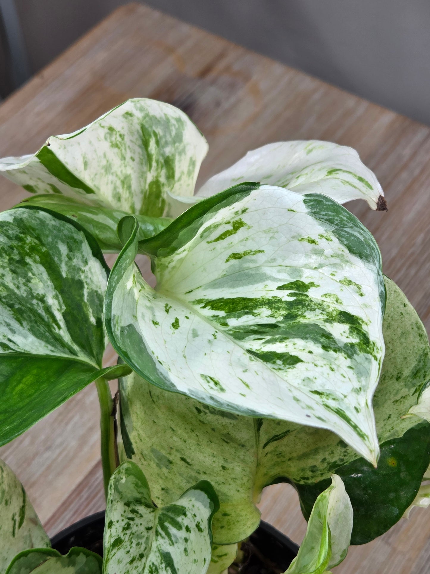 Peperomia tetraphylla 'Hope' in a 5.5cm nursery pot