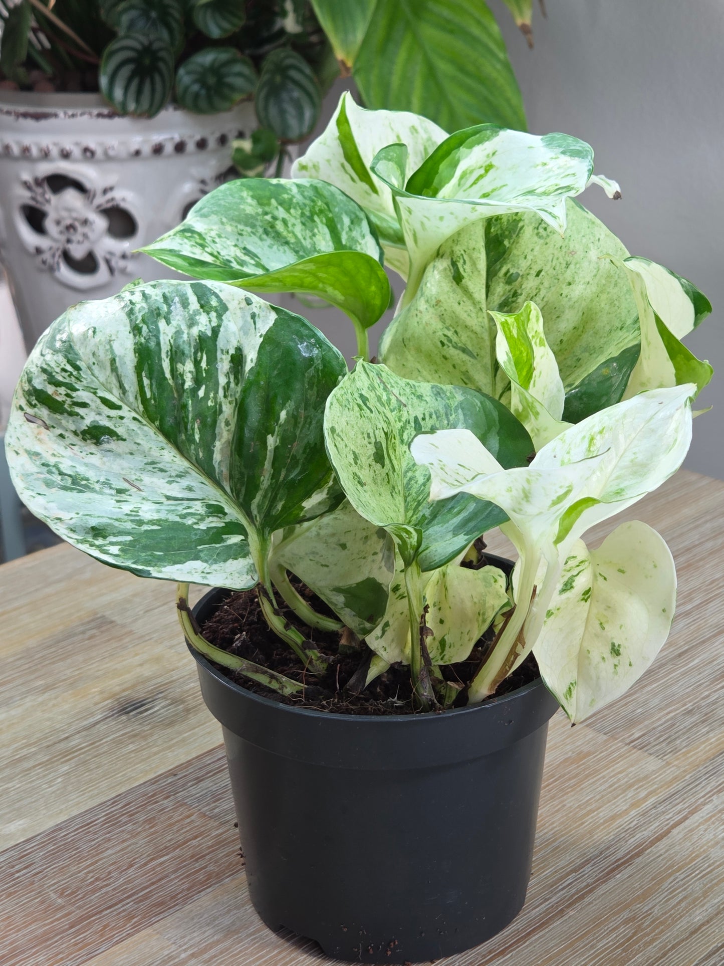 Peperomia tetraphylla 'Hope' in a 5.5cm nursery pot