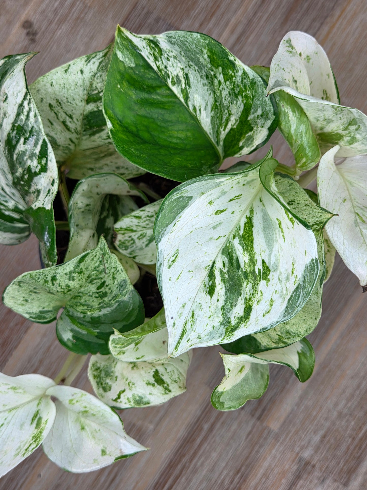 Epipremnum Manjula: The Happy Leaf Pothos
