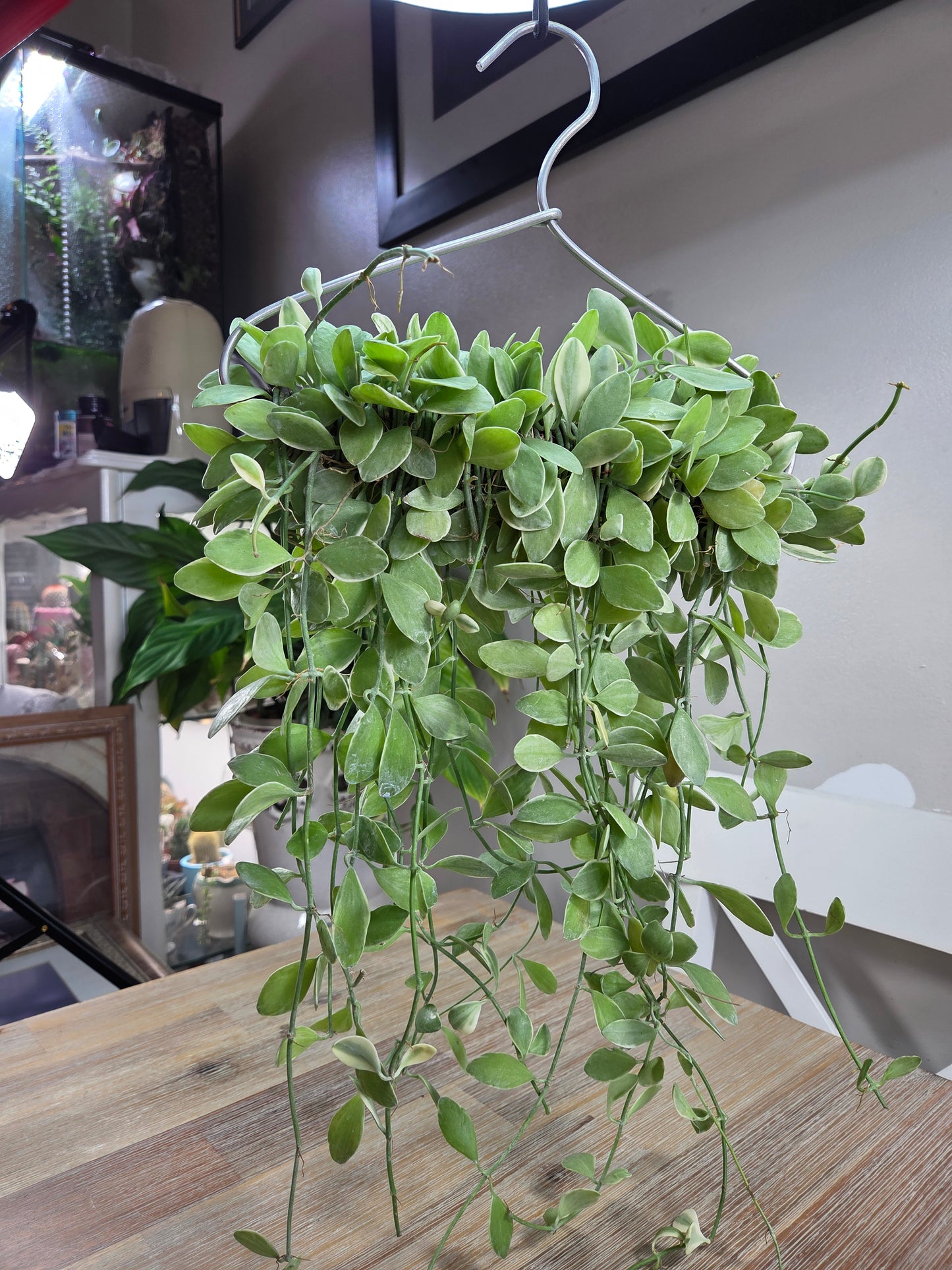 Dischidia oiantha ‘White Diamond’