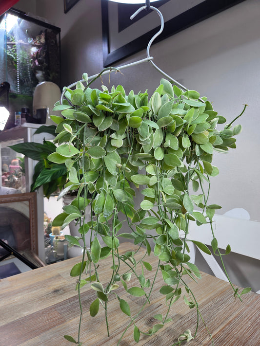 Dischidia oiantha ‘White Diamond’