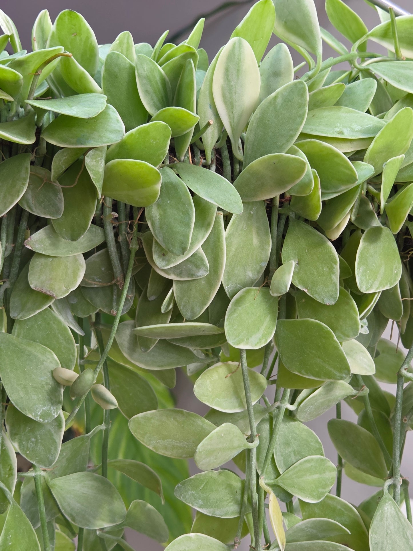 Dischidia oiantha ‘White Diamond’