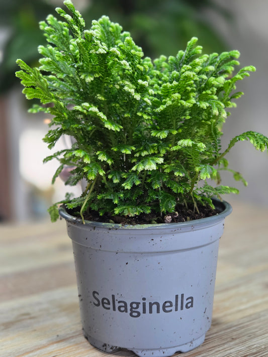 Selaginella martensii ‘Jori’