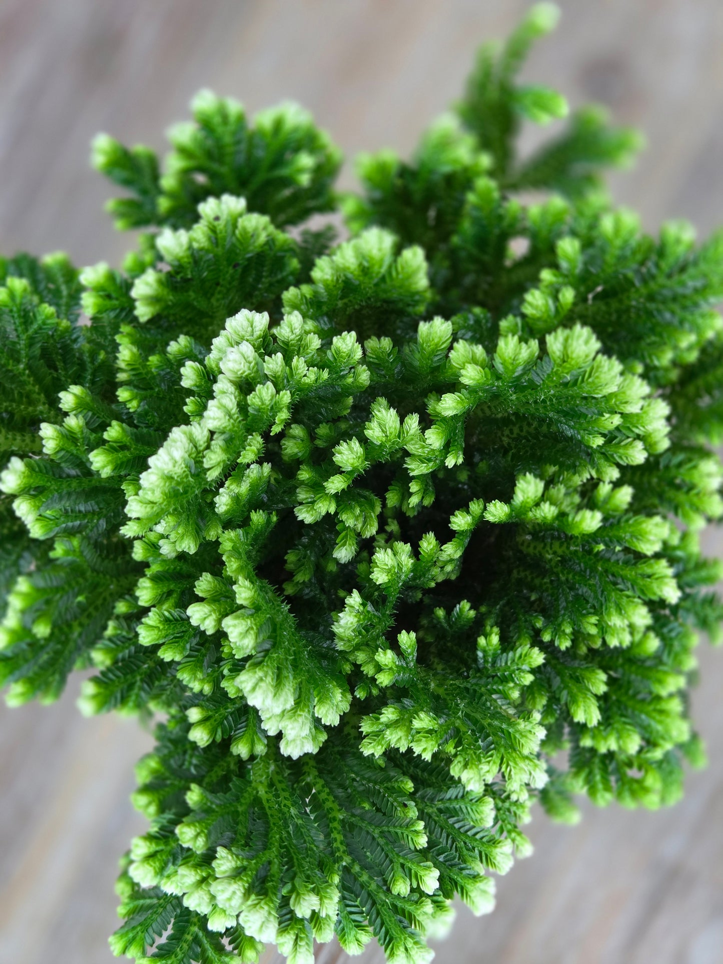 Selaginella martensii ‘Jori’