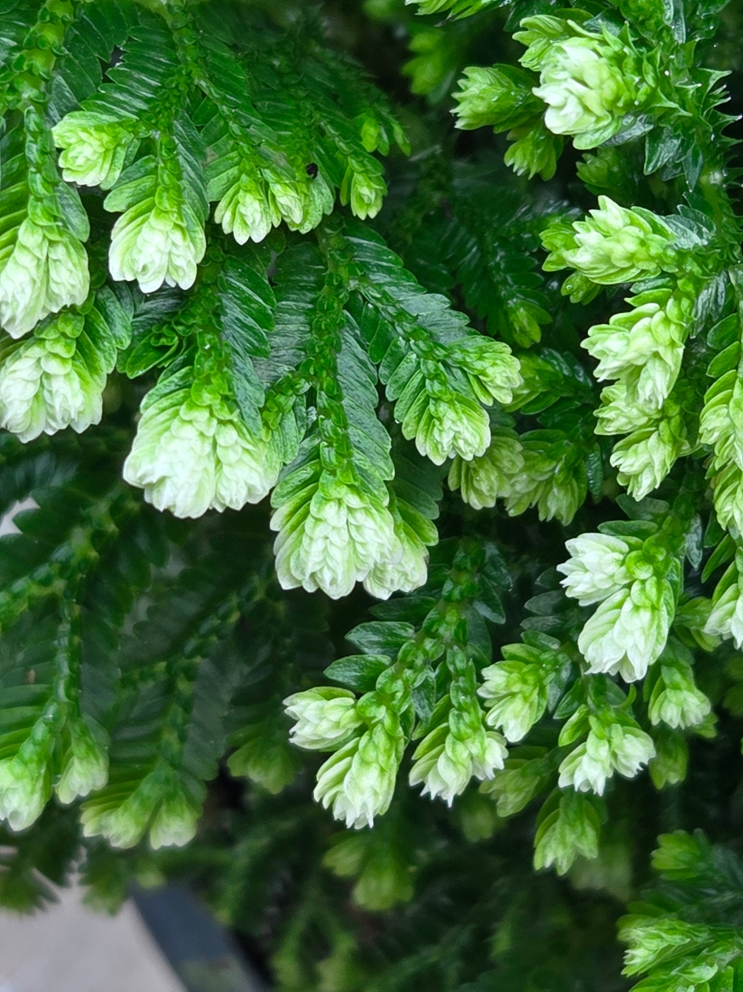Selaginella martensii ‘Jori’