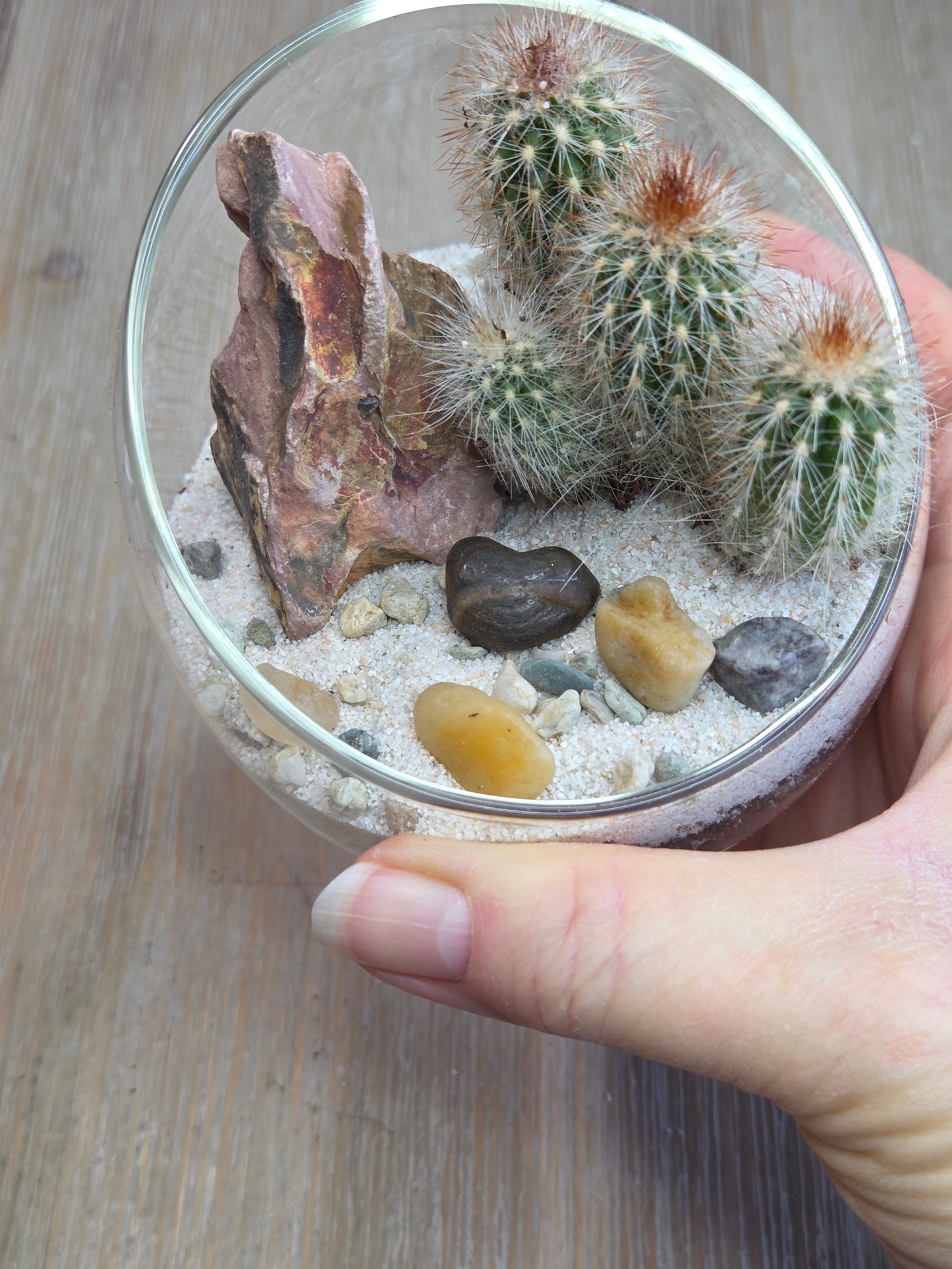 DIY Mini Glass  Cactus Terrarium Kit