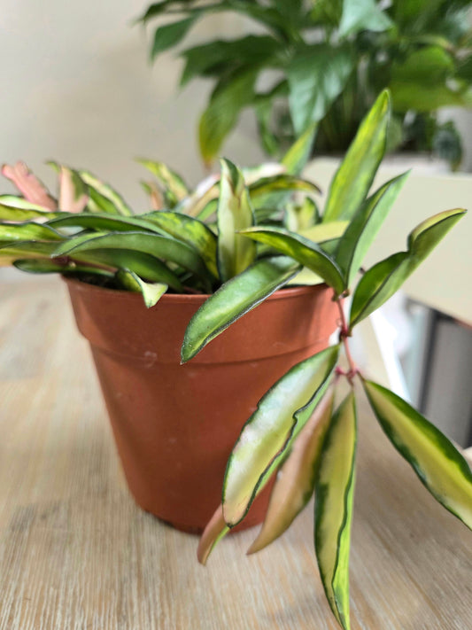 Hoya Wayetii Tricolor — 12cm Nursery Pot