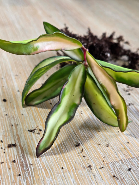 Hoya Wayetii Tricolor Rooted Cutting