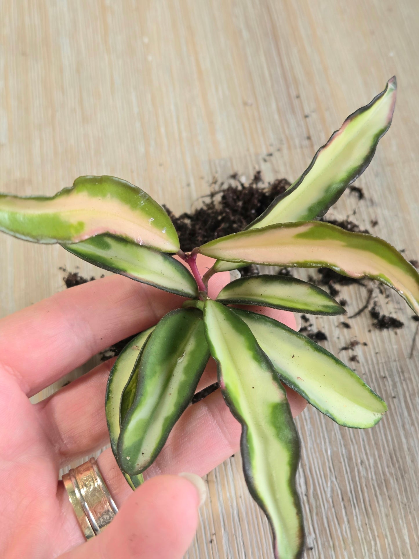 Hoya Wayetii Tricolor Rooted Cutting