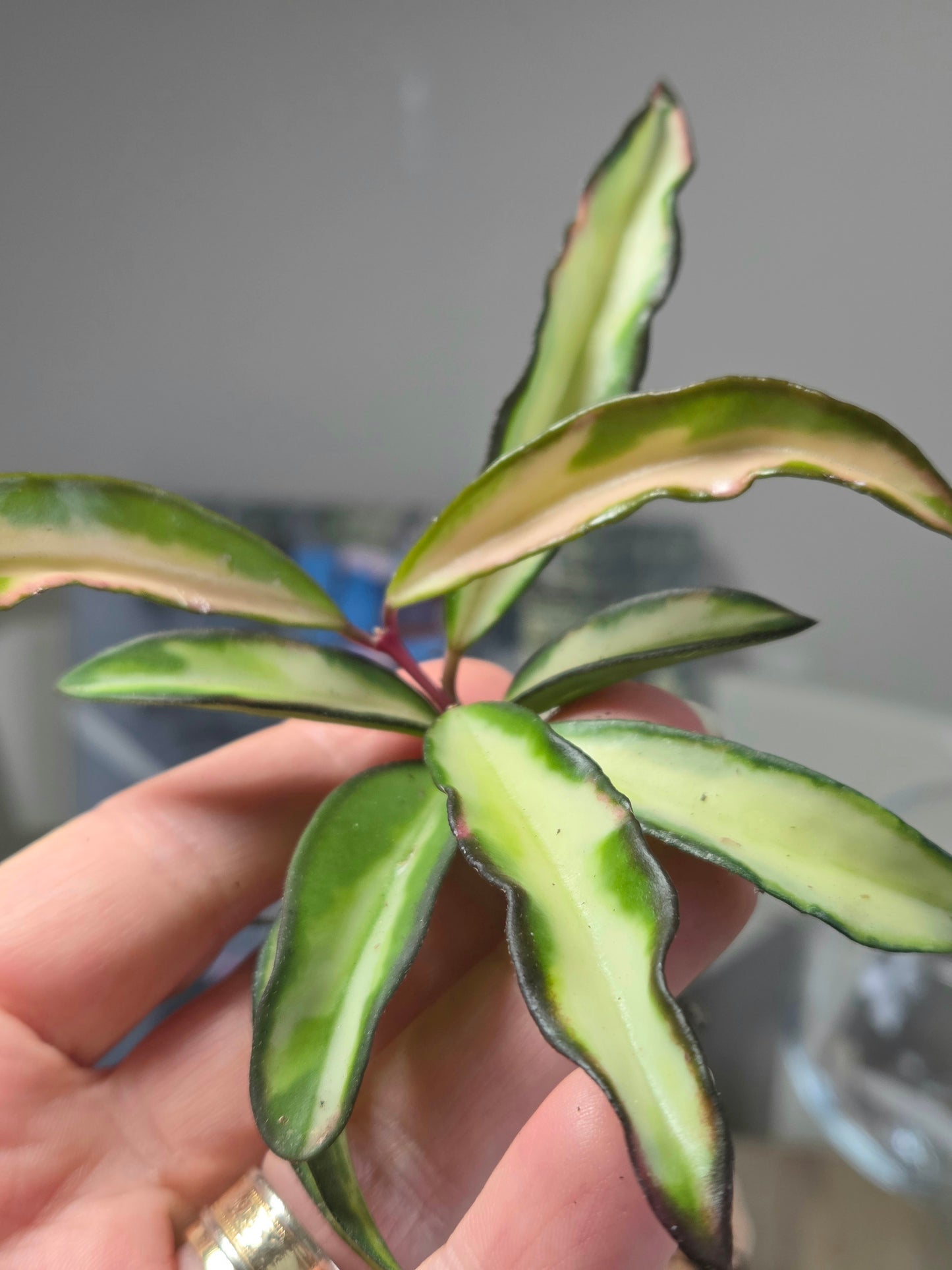 Hoya Wayetii Tricolor Rooted Cutting