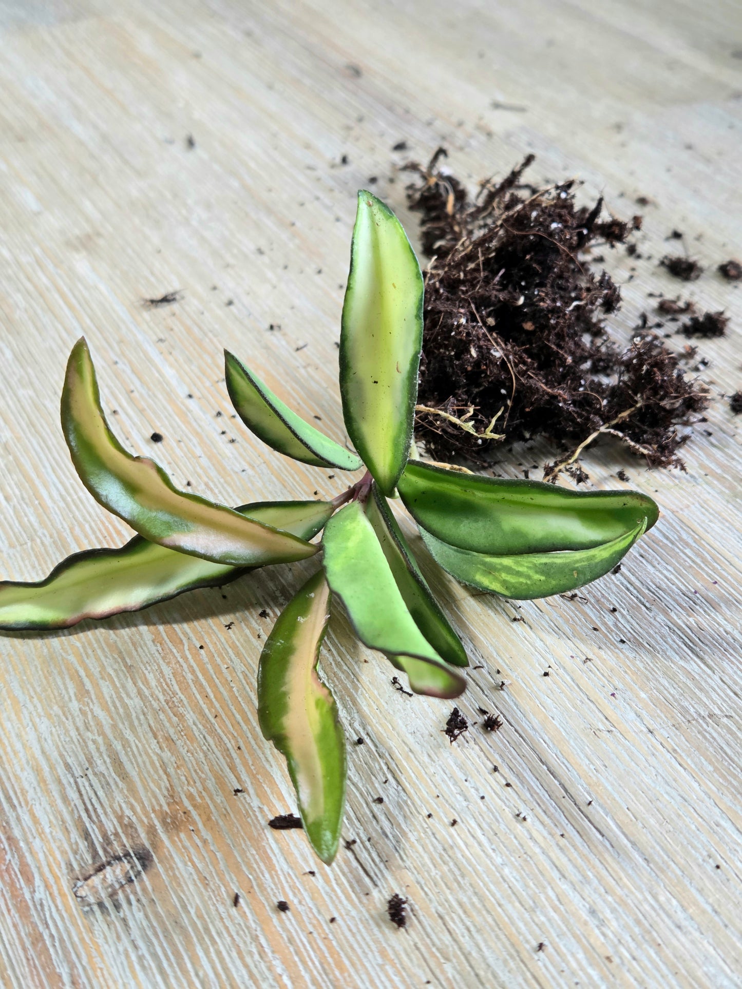 Hoya Wayetii Tricolor Rooted Cutting