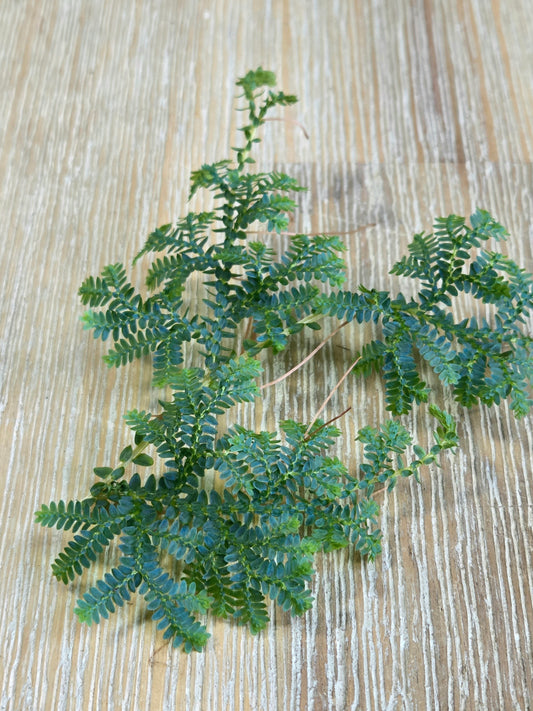 Selaginella Uncinata Peacock Moss — 10cm Cutting