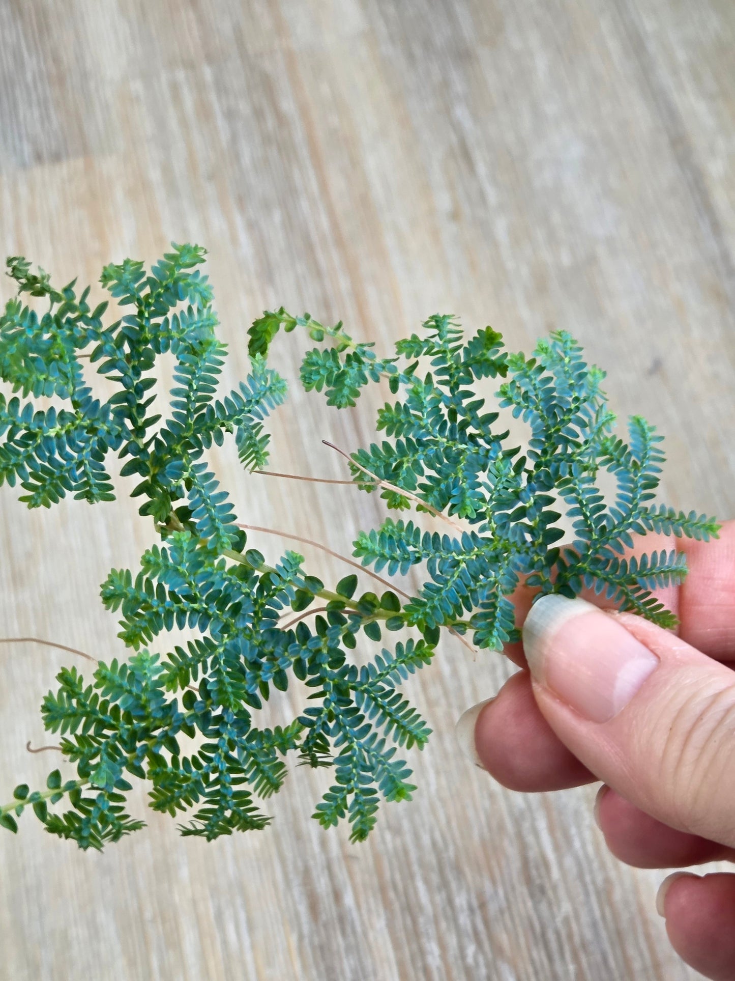 Selaginella Uncinata Peacock Moss — 10cm Cutting