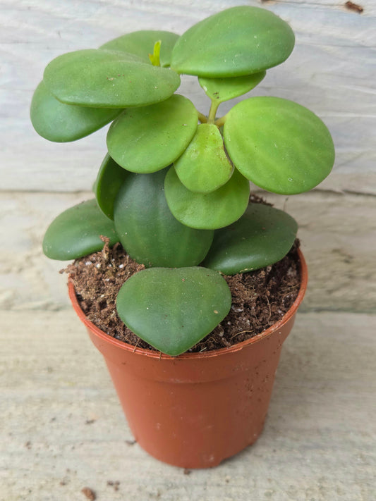 Peperomia tetraphylla 'Hope' in a 5.5cm nursery pot