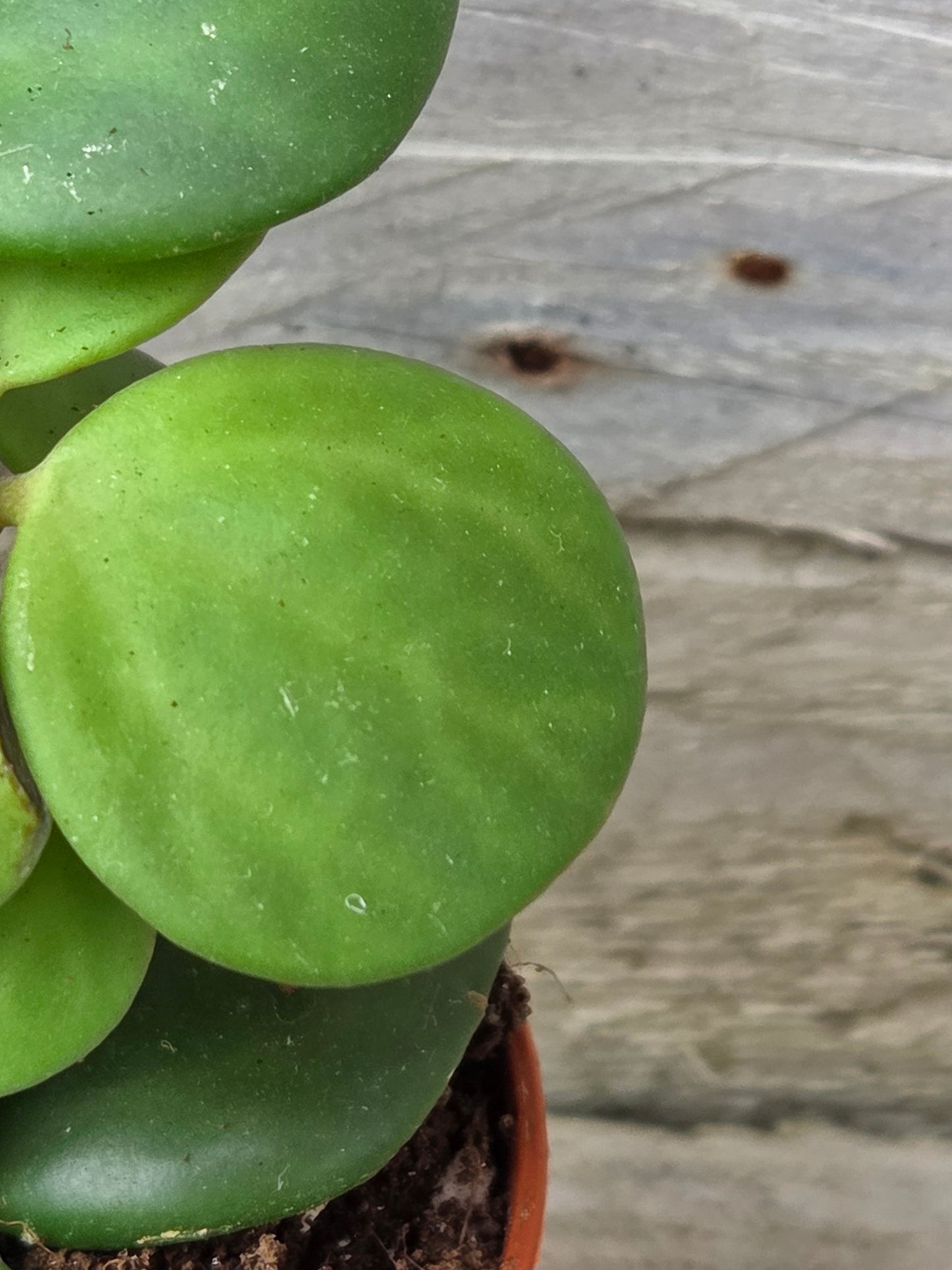 Peperomia tetraphylla 'Hope' in a 5.5cm nursery pot