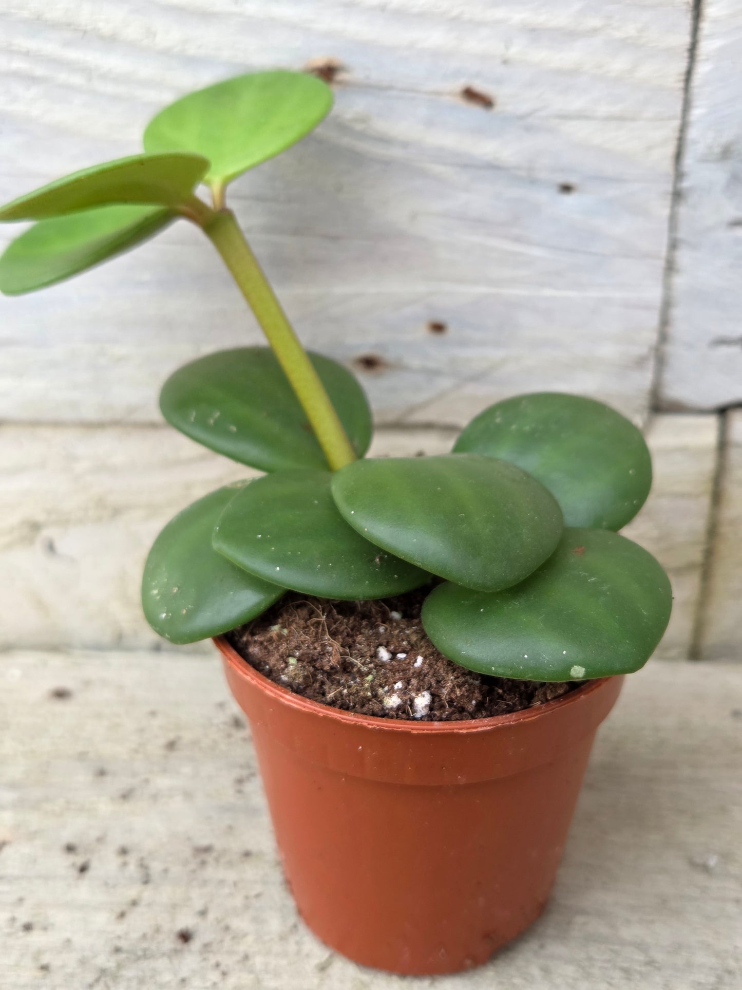 Peperomia tetraphylla 'Hope' in a 5.5cm nursery pot