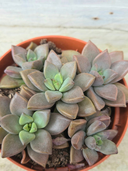 Sedum Bordeaux Hart in a 8.5cm Pot