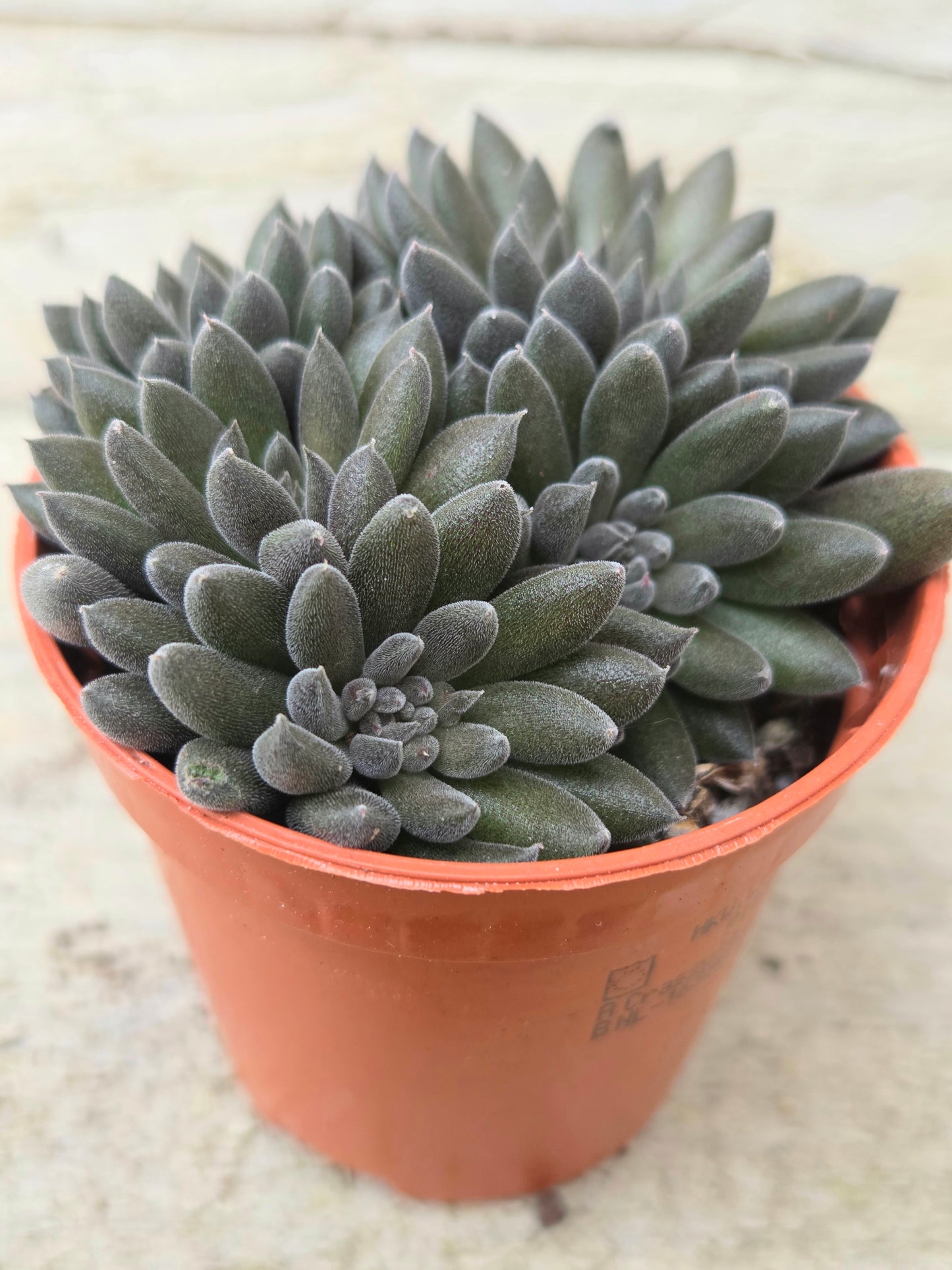 Crassula crassimus in a 5.5cm Pot