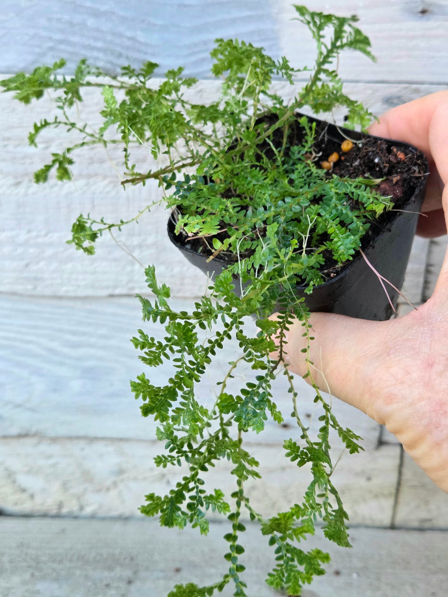 Selaginella uncinata ‘Peacock / Rainbow Moss’ – Terrarium Plant