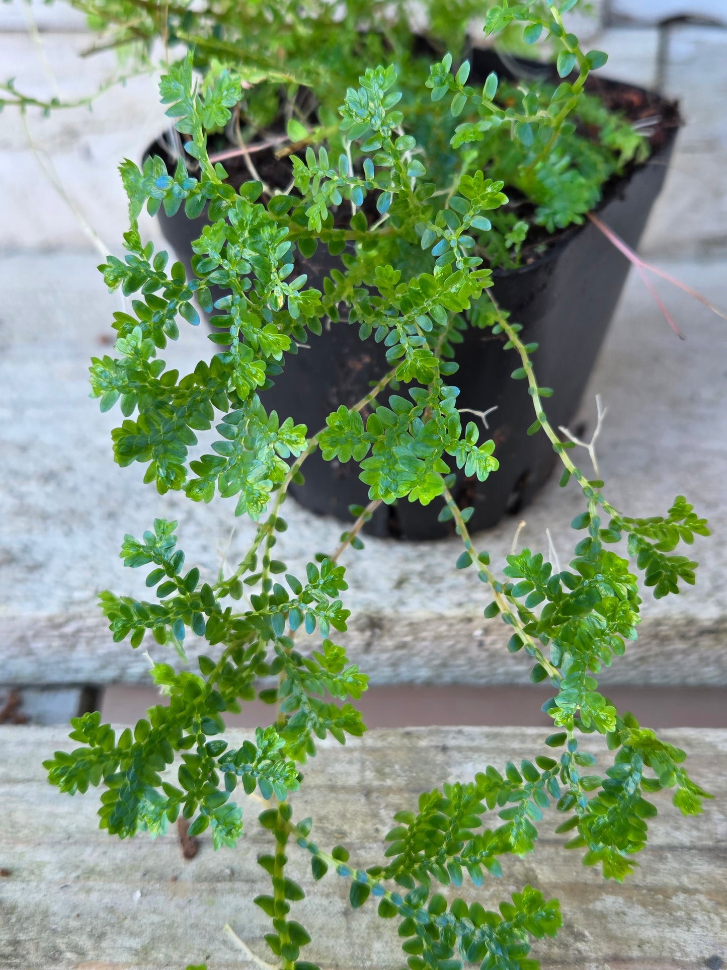 Selaginella uncinata ‘Peacock / Rainbow Moss’ – Terrarium Plant