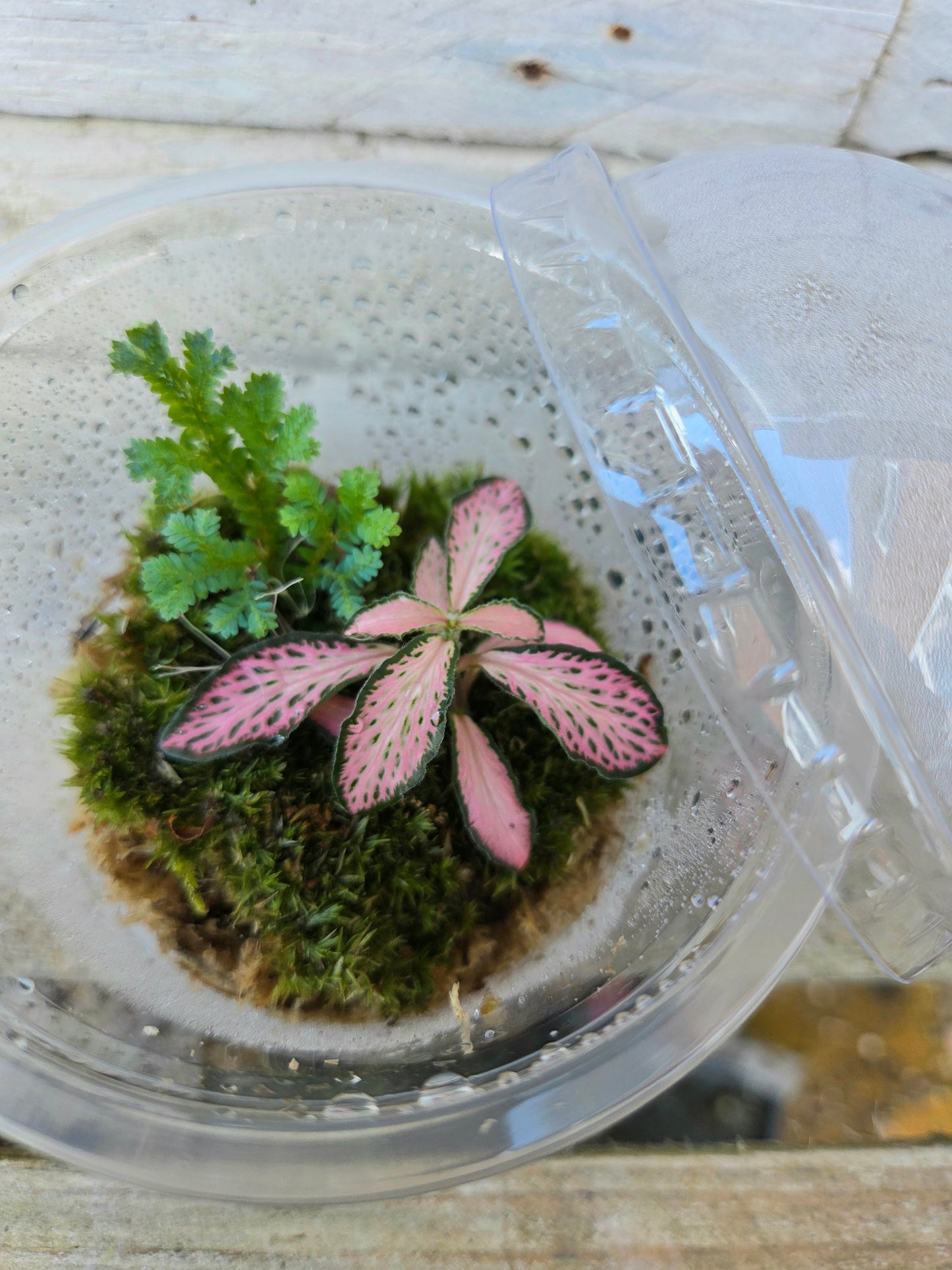 Fittonia, Selaginella Peacock Moss & 6cm Bun Moss — Terrarium Starter Trio in Humidity Dome