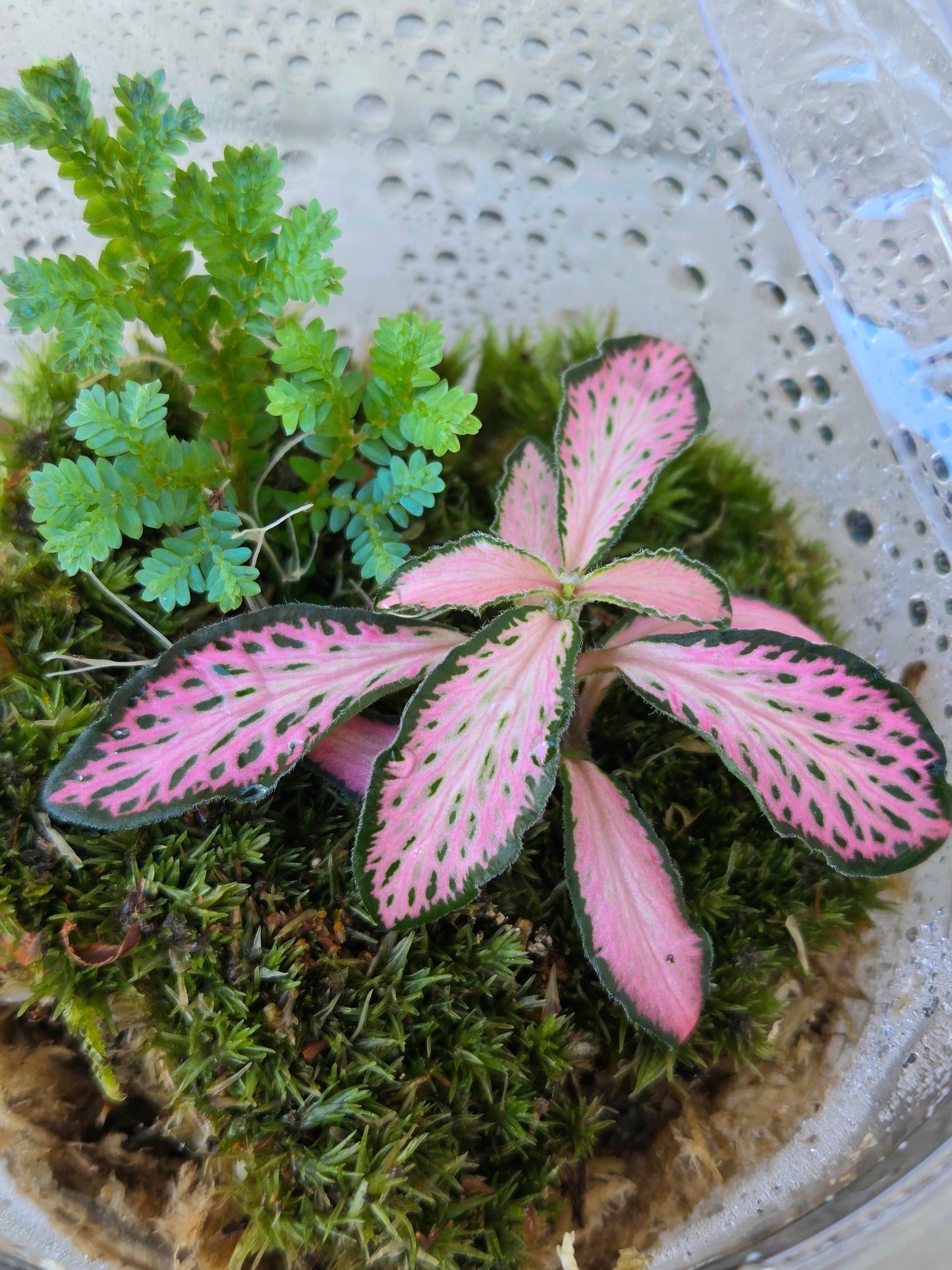 Fittonia, Selaginella Peacock Moss & 6cm Bun Moss — Terrarium Starter Trio in Humidity Dome