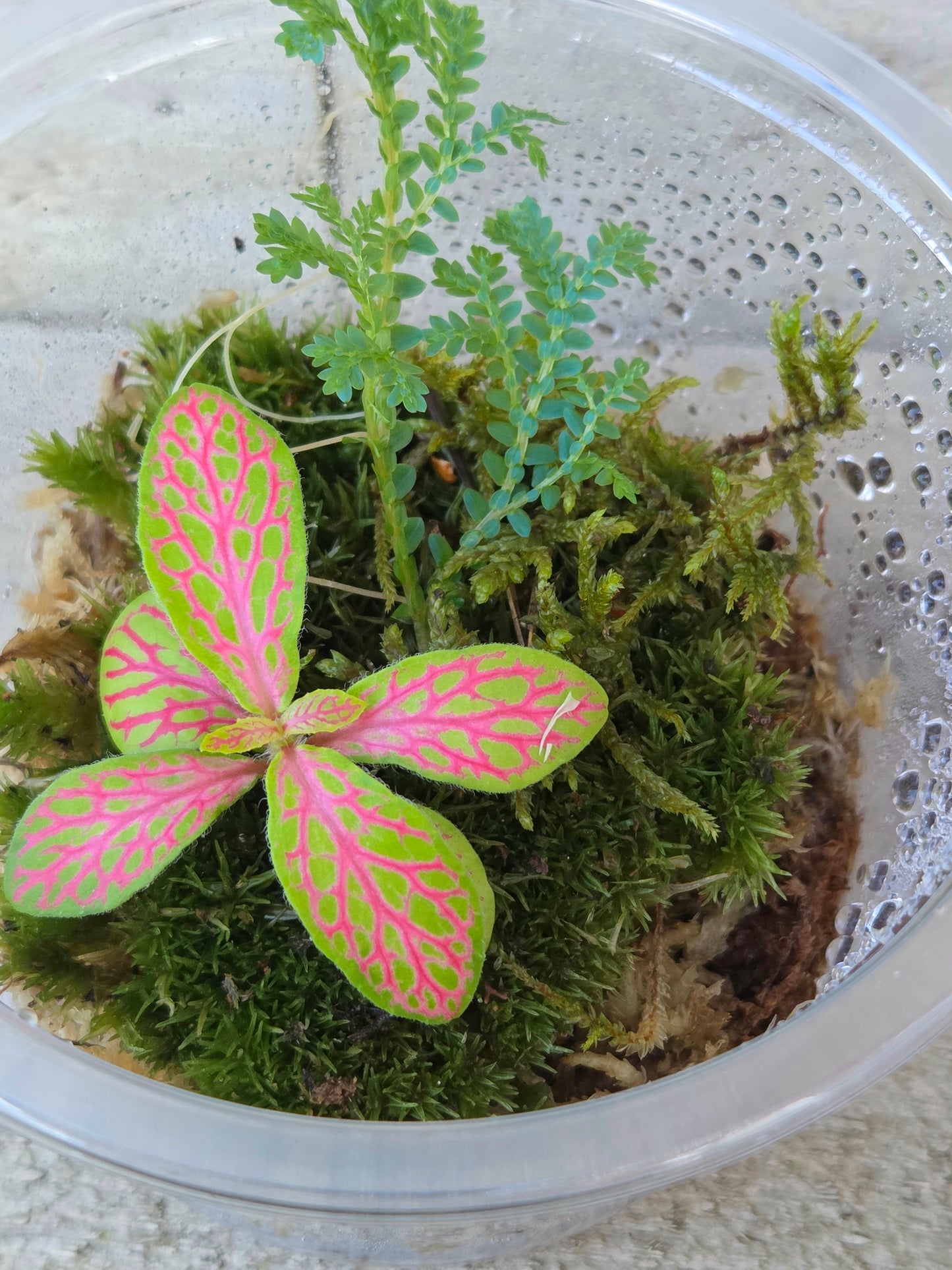 Fittonia, Selaginella Peacock Moss & 6cm Bun Moss — Terrarium Starter Trio in Humidity Dome