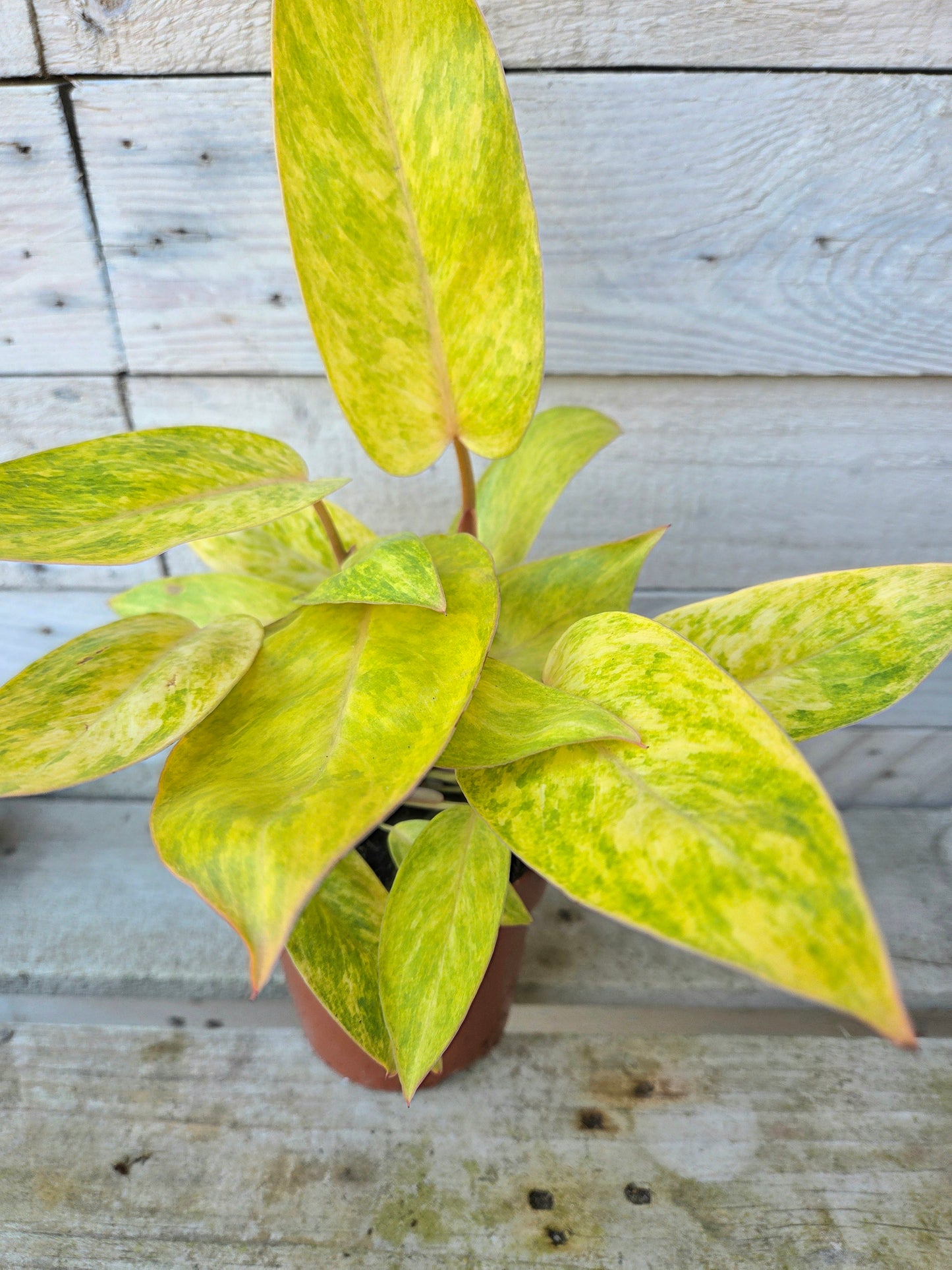 Philodendron Painted Lady in 12cm Nursery Pot