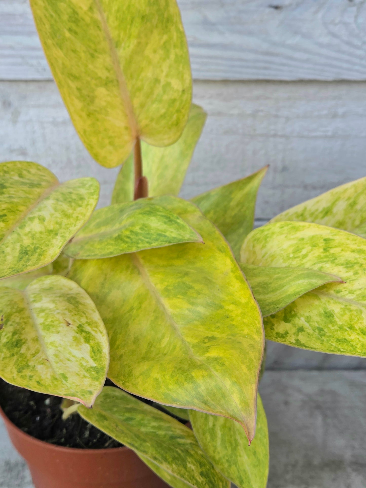 Philodendron Painted Lady in 12cm Nursery Pot