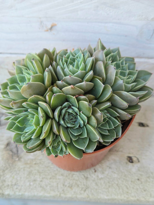 Echeveria Scorpio - Multiheaded Jade Green Succulent