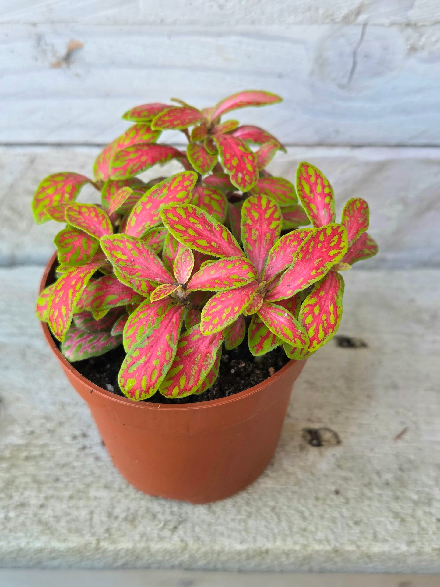 Fittonia Mosaic Skeleton – Coral & Lime Green Terrarium Plant