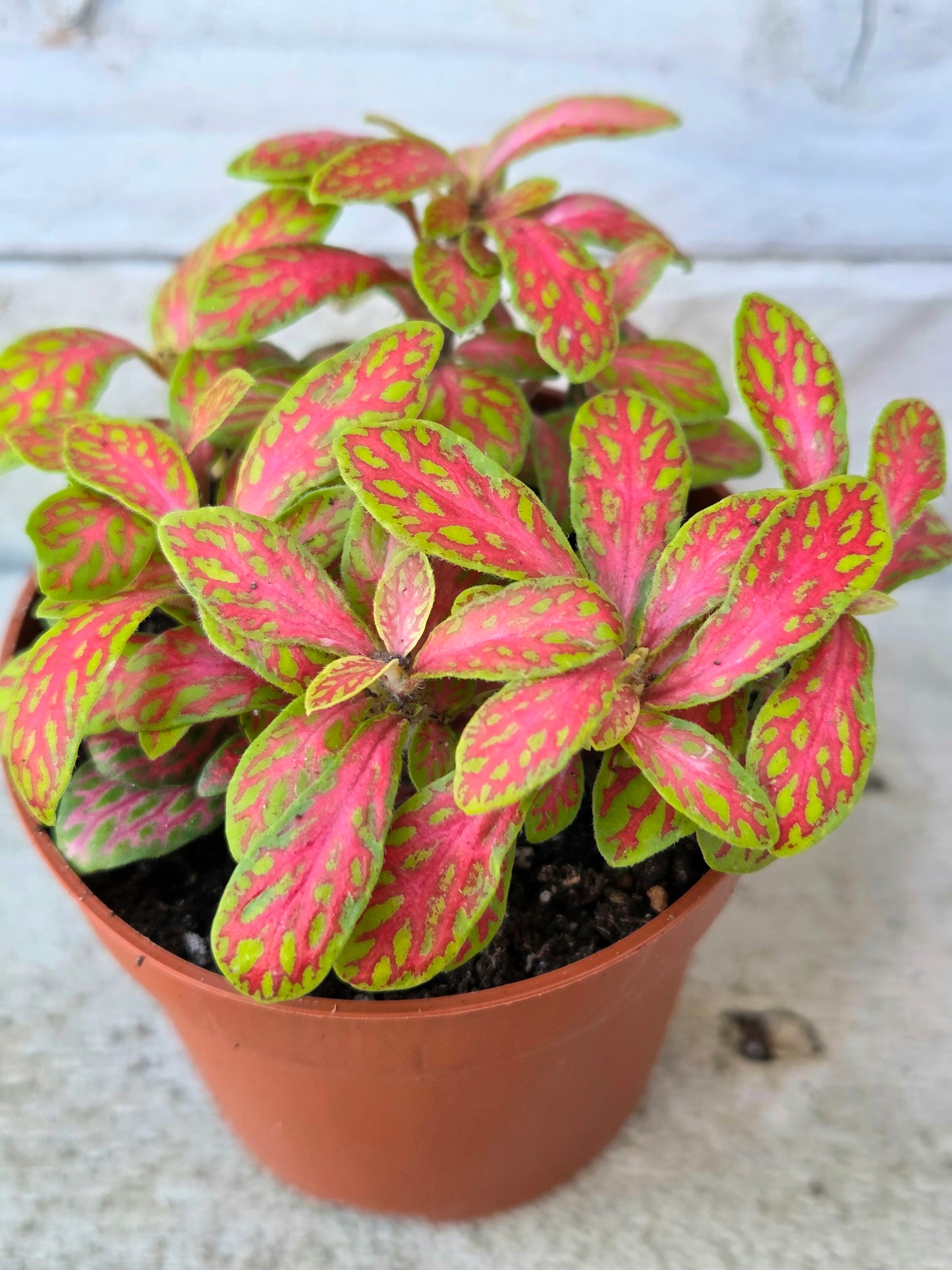 Fittonia Mosaic Skeleton – Coral & Lime Green Terrarium Plant
