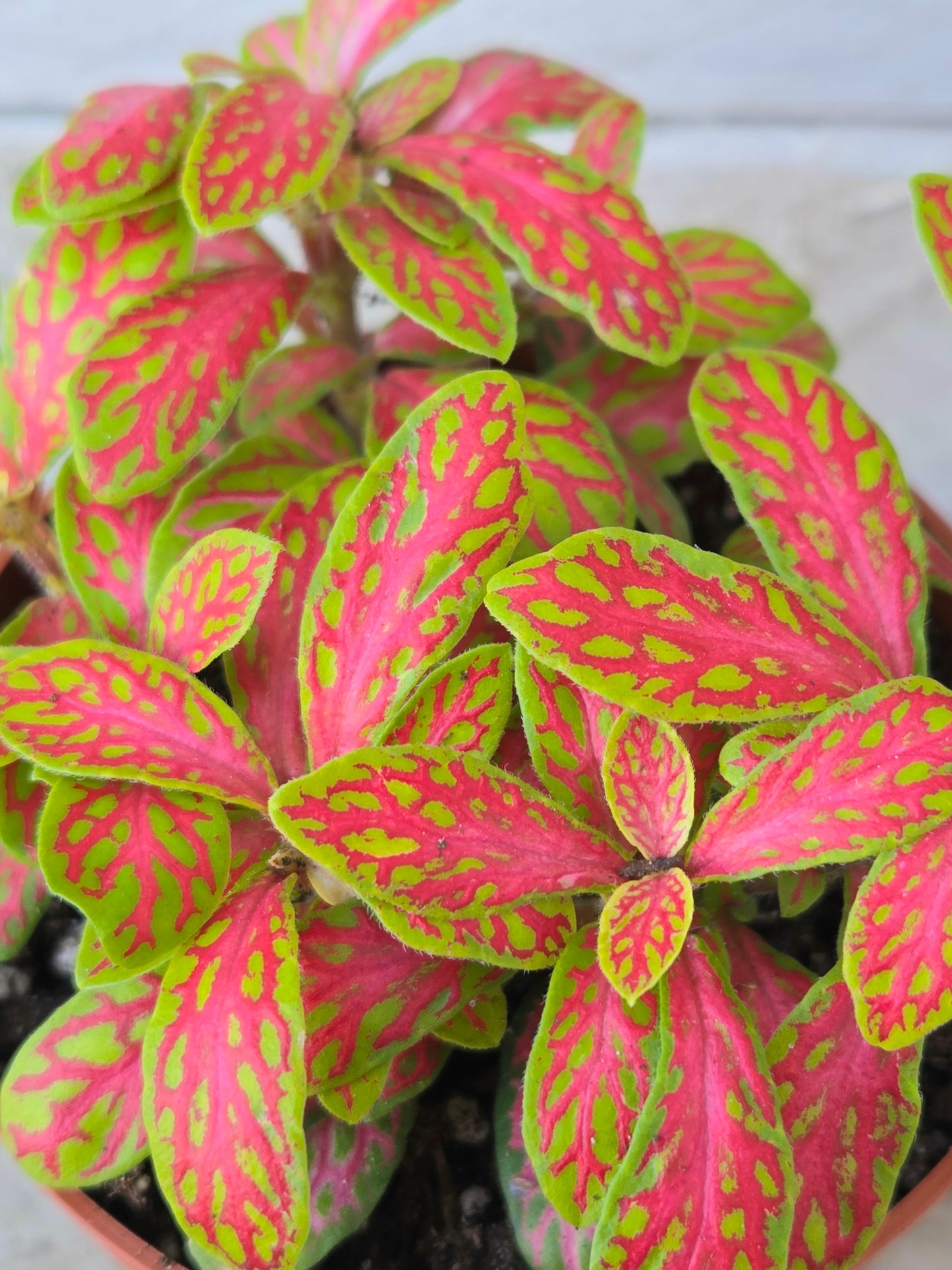 Fittonia Mosaic Skeleton – Coral & Lime Green Terrarium Plant