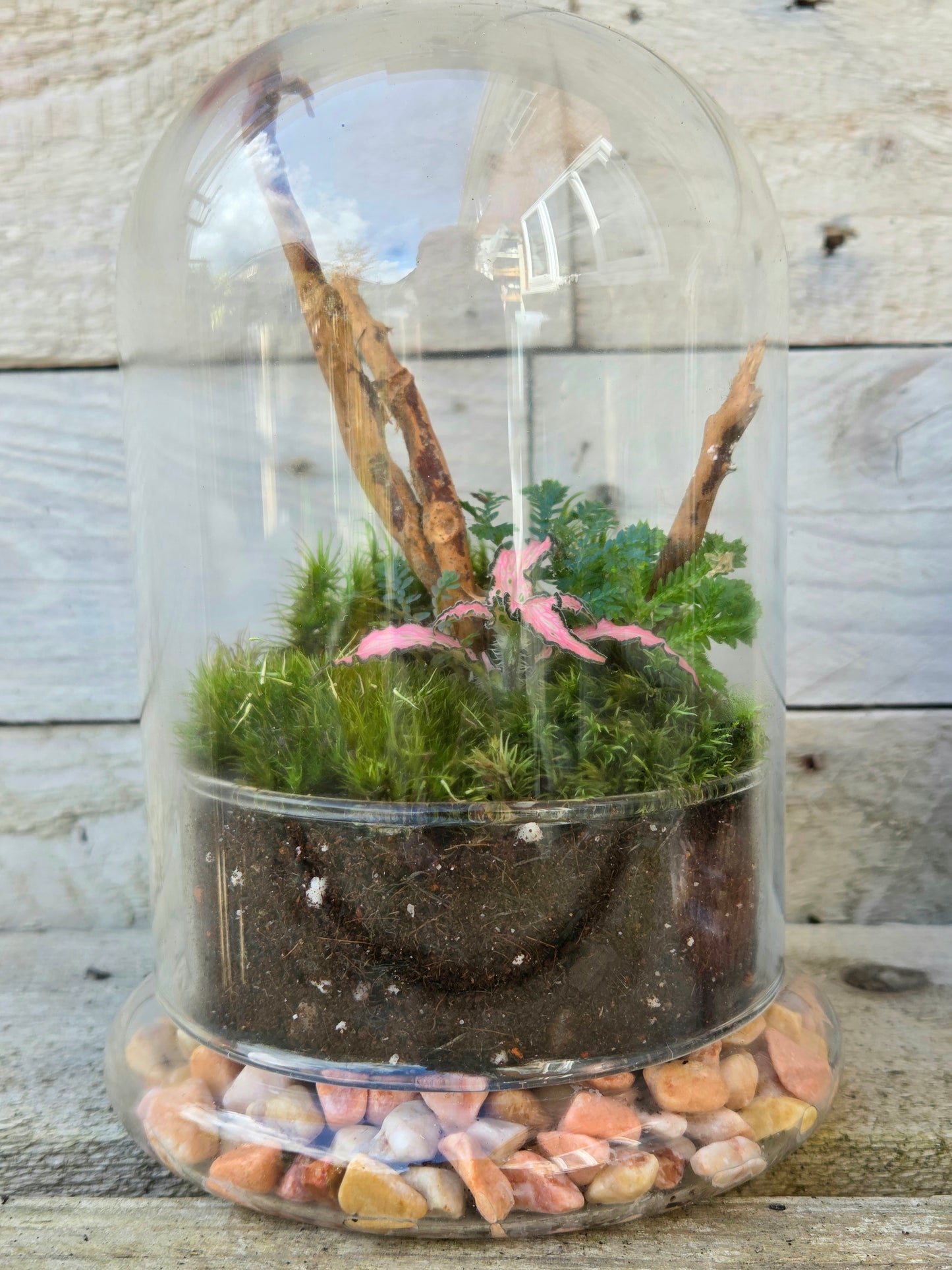 Domed Terrarium with Fittonia & Selaginella