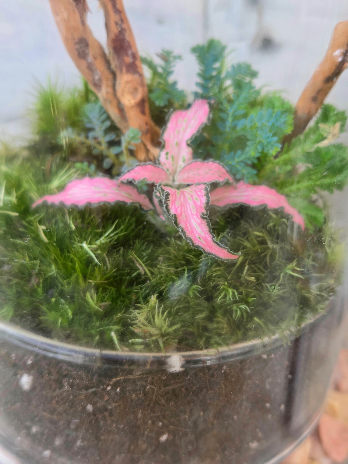 Domed Terrarium with Fittonia & Selaginella