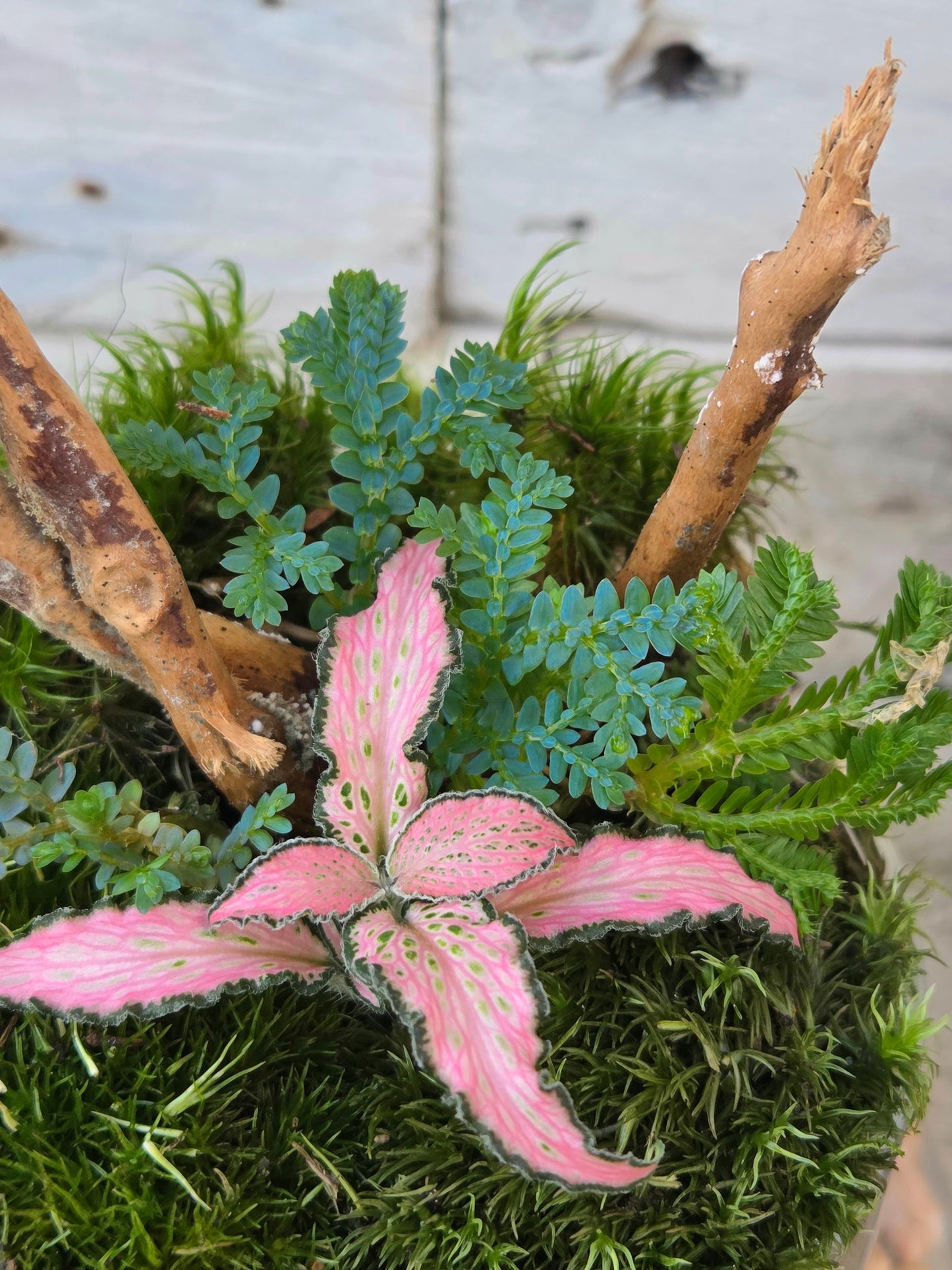 Domed Terrarium with Fittonia & Selaginella