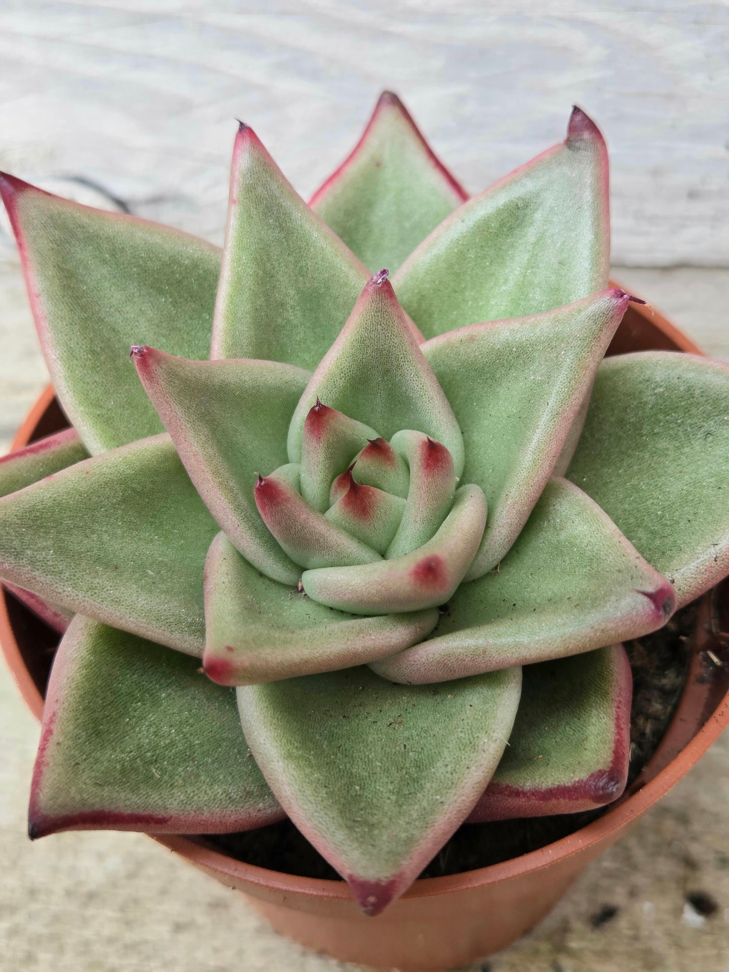 Echeveria ‘Dark Line’