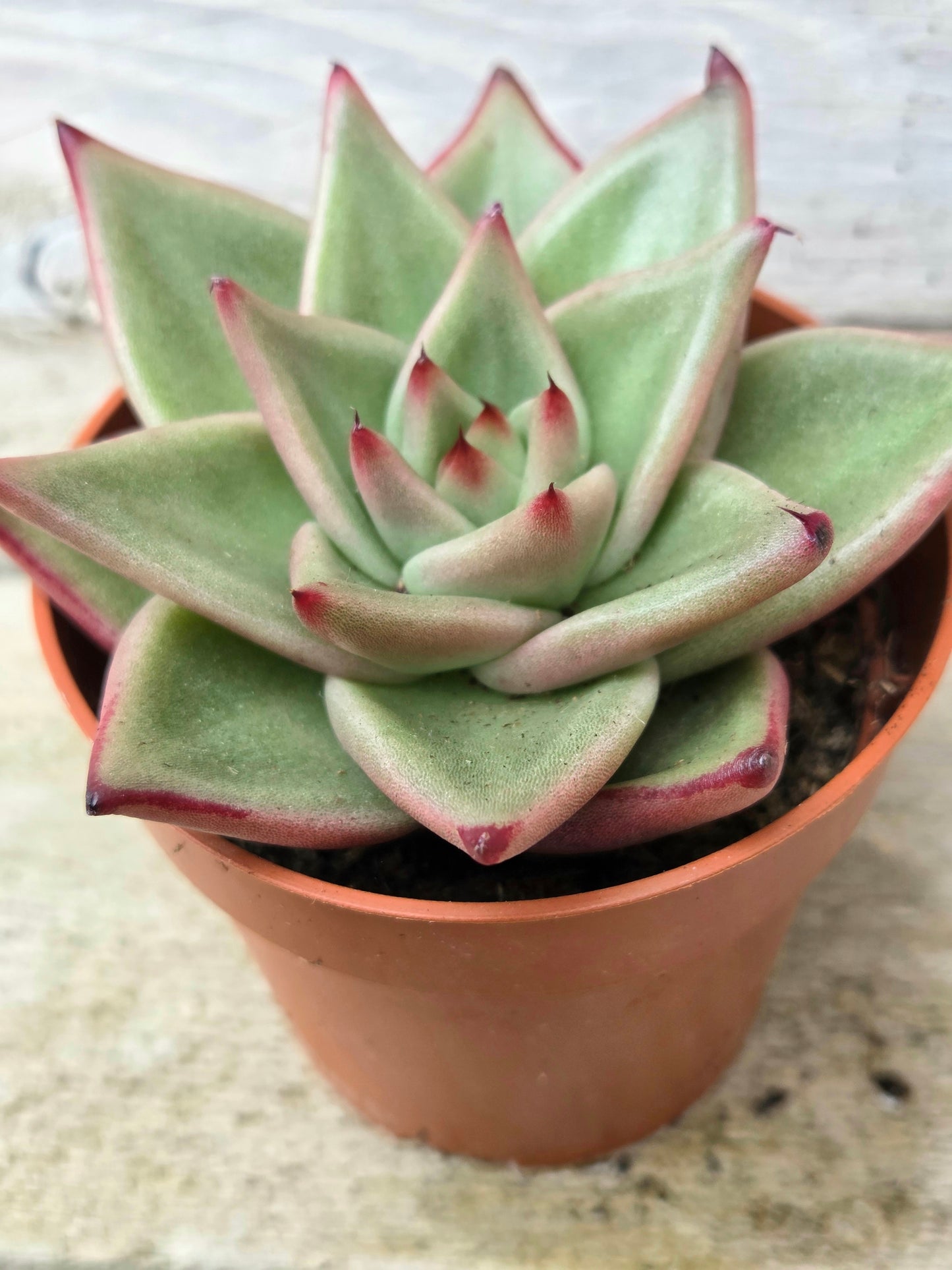 Echeveria ‘Dark Line’
