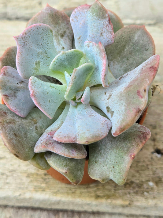 Echeveria ‘Cubic Frost’ (5cm) | Pastel Pink Succulent